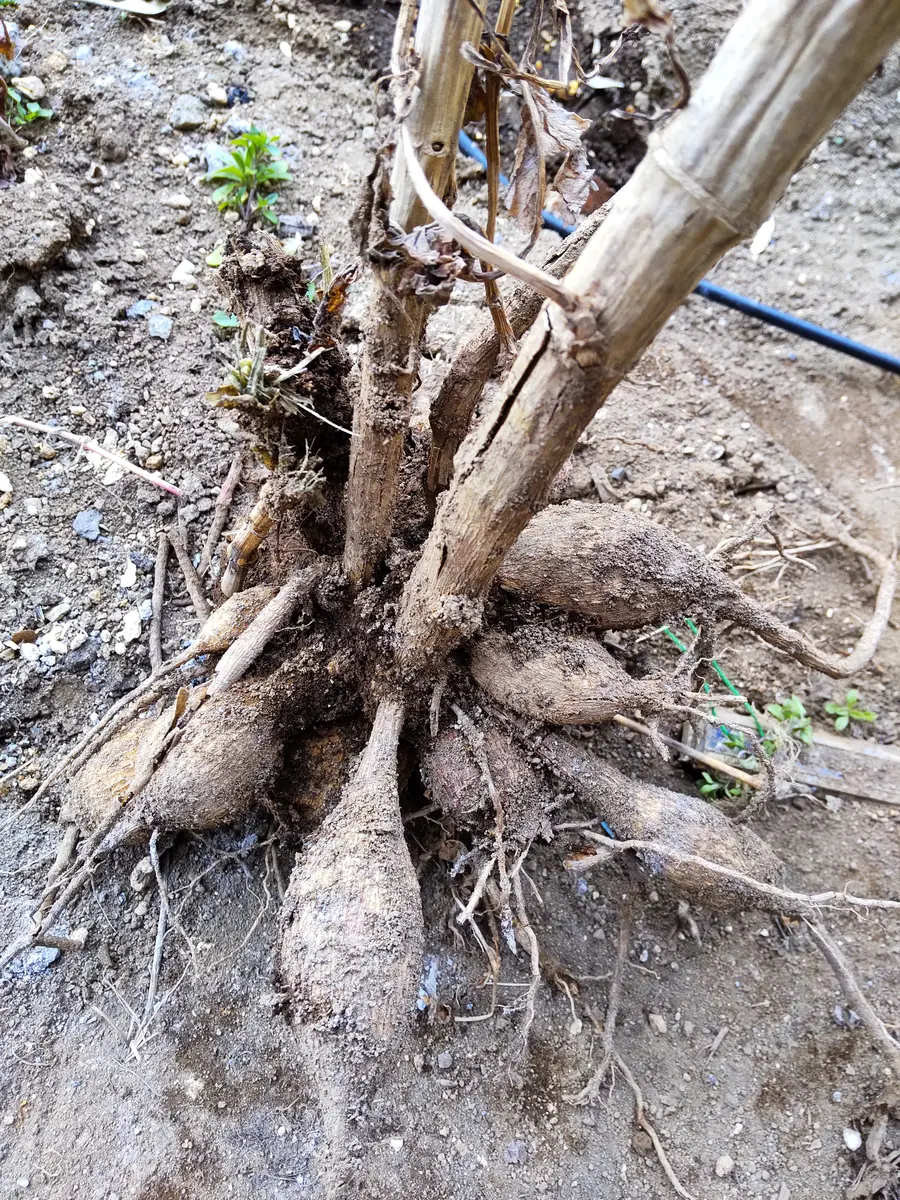 連絡用 ダリア球根 【公式通販】