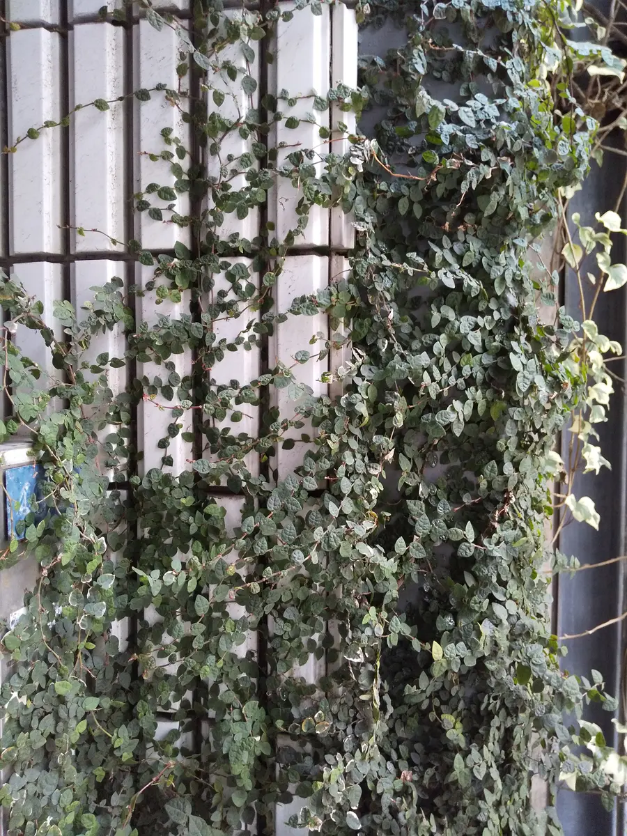 雑草のようですが色々検索してもわかりませんのでどなたか教え
