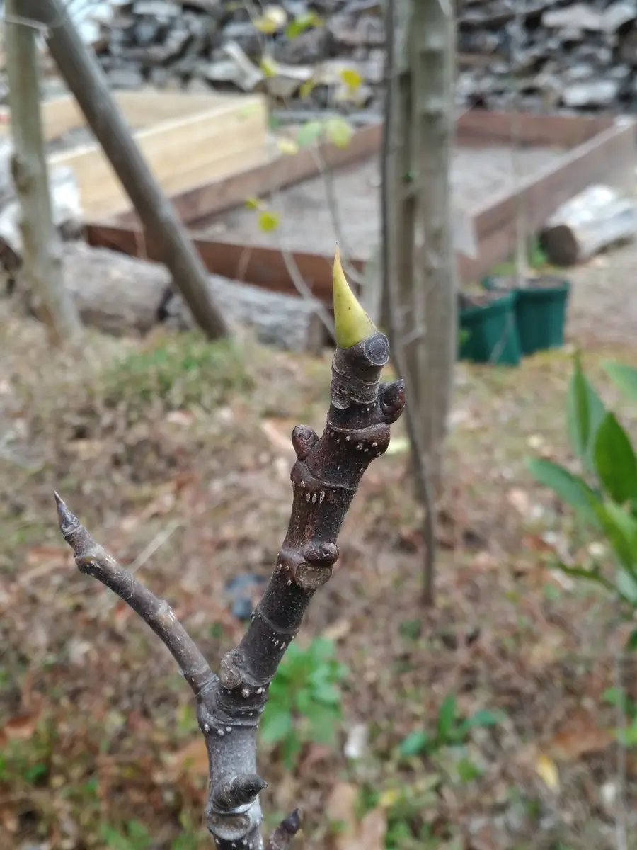 3年ぐらいたつイチジクです。鉢増しはしましたが、剪定の知識が