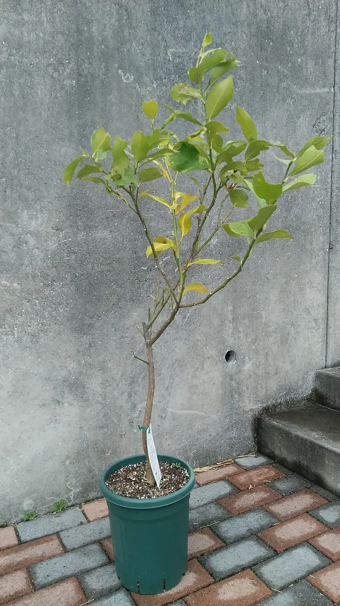 はるか蜜柑苗木♪ レモンの横に♪