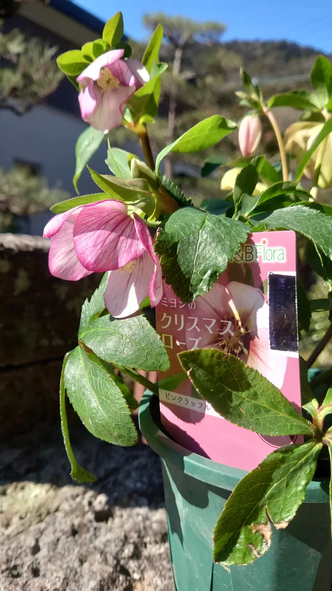【限定販売】 4.5号鉢のクリスマスローズを購入しました。花が終わったら一 花