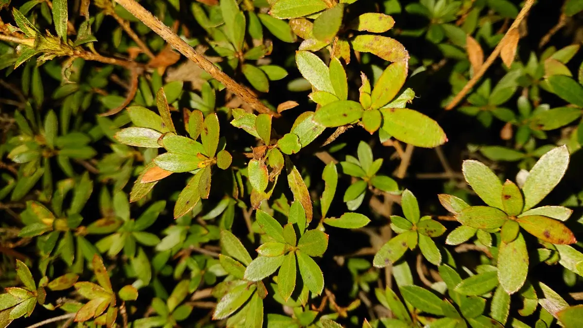 ツツジが昨年から咲かなくなりました。葉っぱをよく見ると黒い