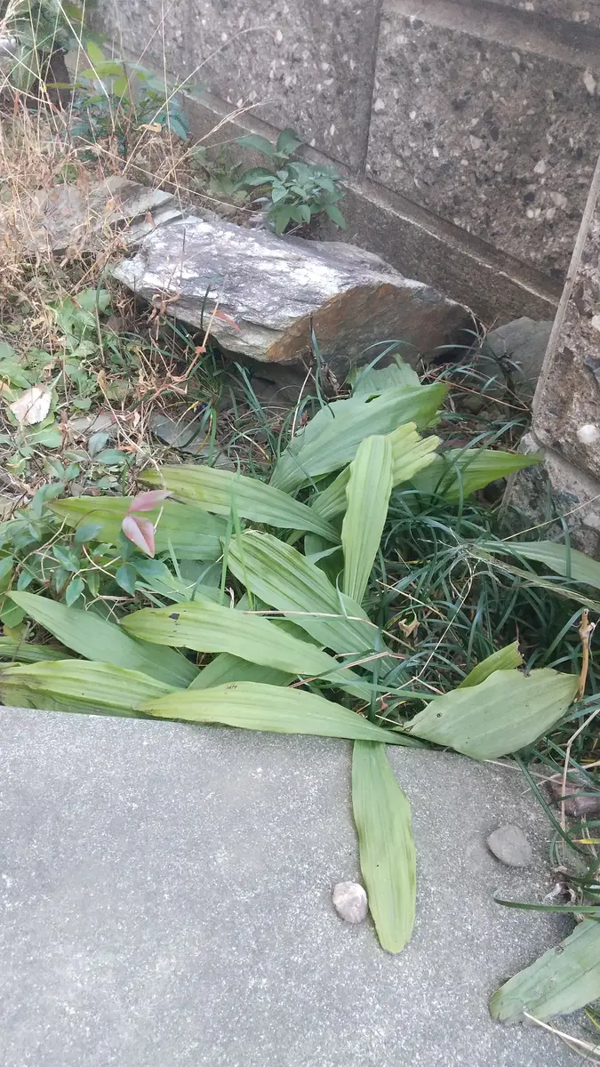 値頃 写真の細長い葉(薄い緑の大きな葉）の植物の名前を教えてくださ 葉