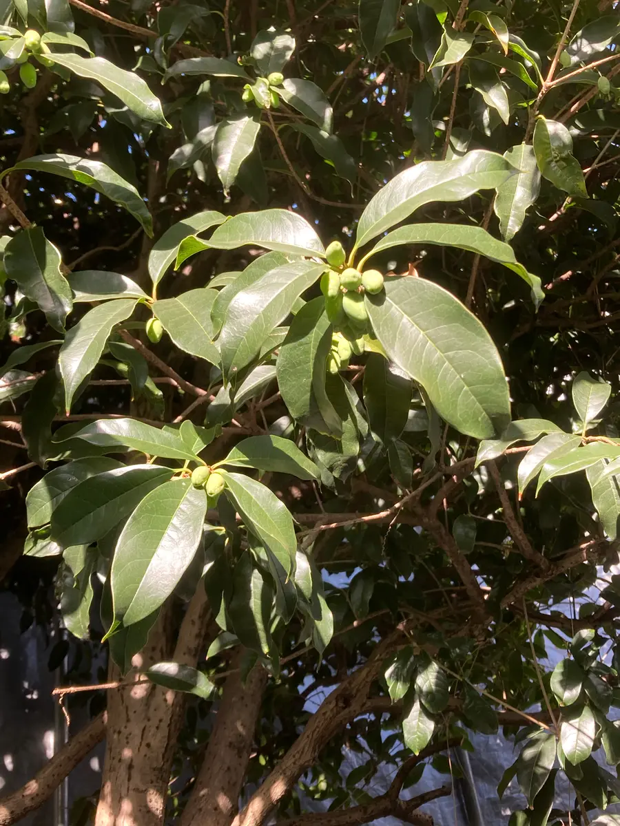 銀木犀／太木／植木／樹高90㌢に剪定済み 銀木犀／太木／植木／樹高90㌢に剪定済み