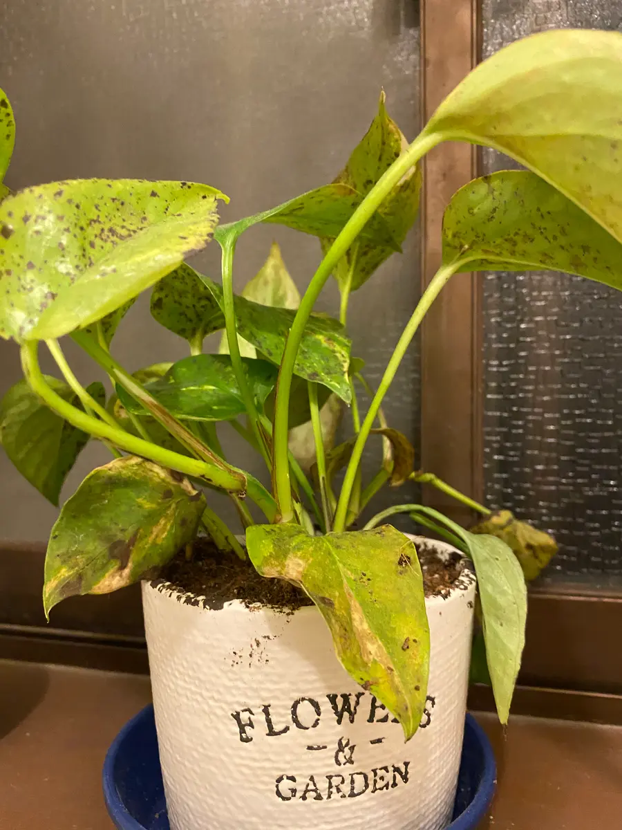 モンステラ・ポトス 緑色と白の斑点 約30cm 斑入りポトスとモンステラ