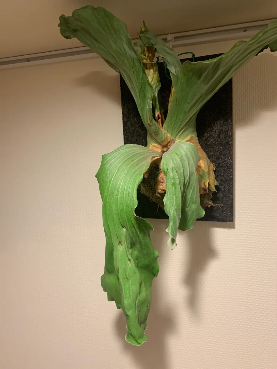 観葉植物 ビカクシダ グランデ 胞子葉展開中