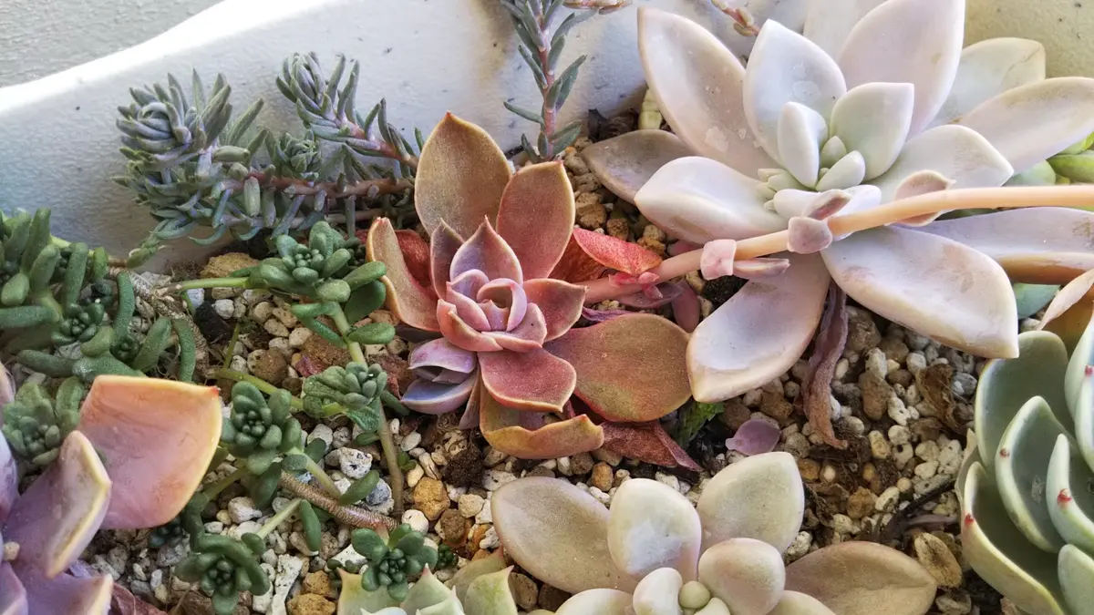 お世話になります。昨年より、多肉植物を育てて癒されておりま 