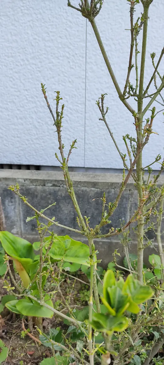 庭木の名前を教えてください。母に確認した所多分クチナシだっ 