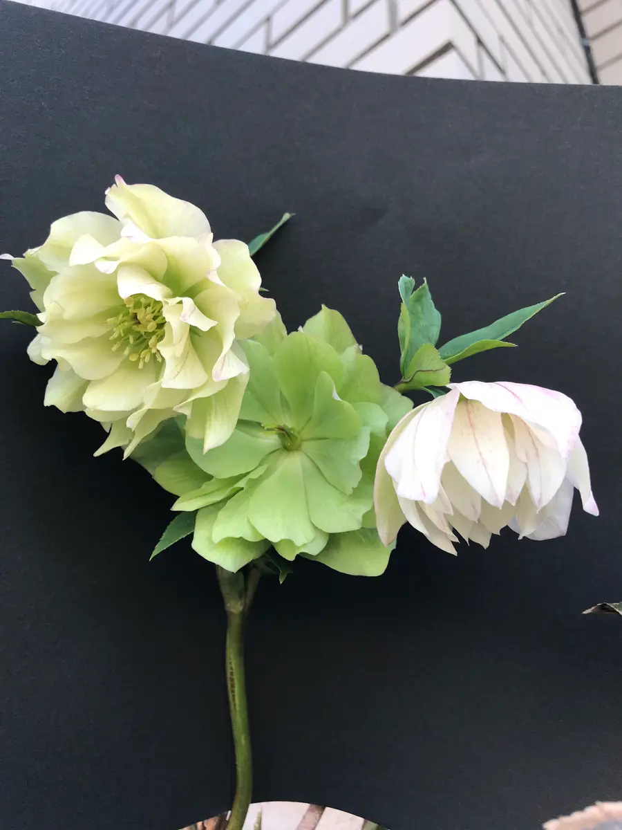 クリスマスローズの花について苗で購入して4年目のクリスマス｜園芸