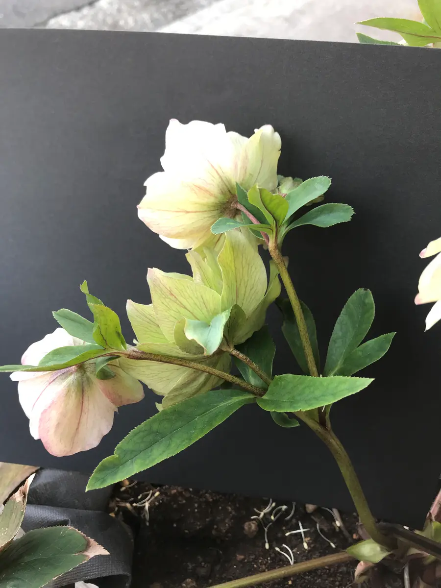 クリスマスローズの花について苗で購入して4年目のクリスマス クリスマスローズの花について苗で購入して4年目のクリスマス