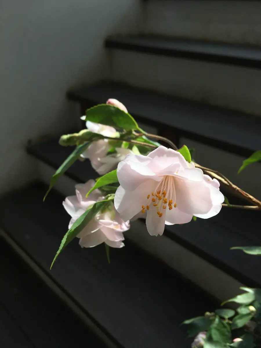 はじめまして。写真のミニ椿の品種名を知りたいのですが、知っ 