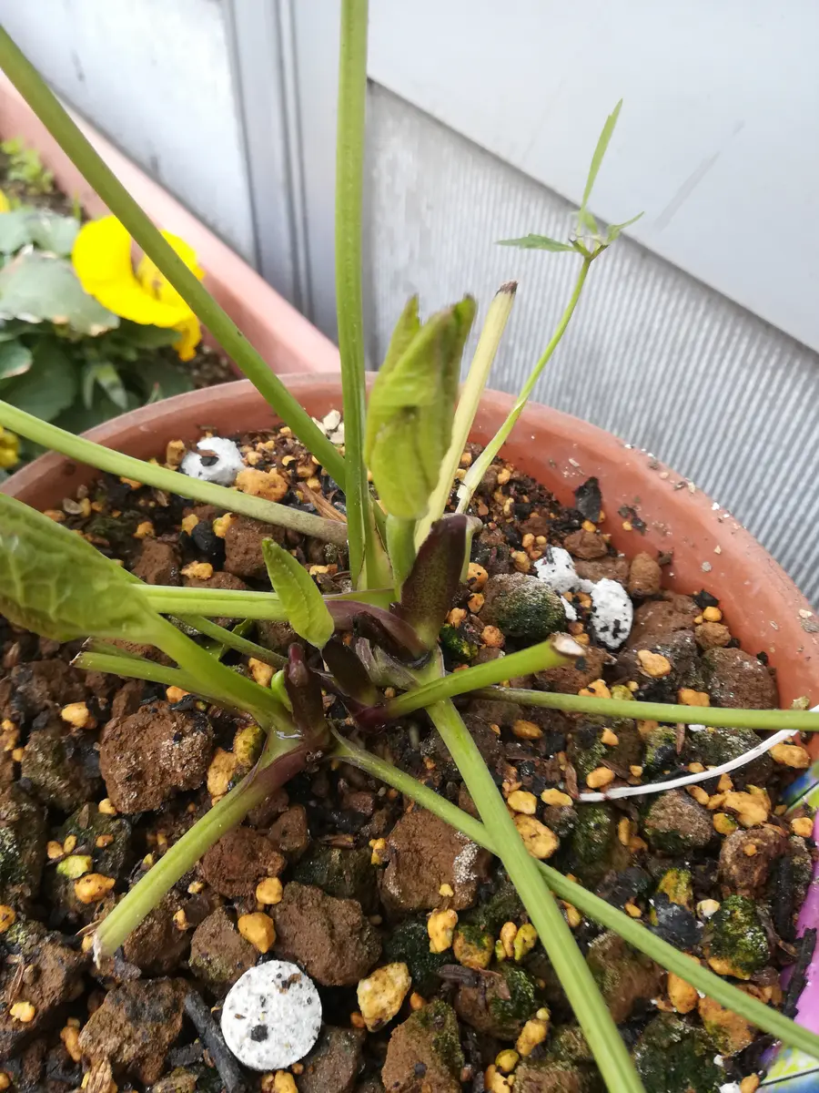 去年の11月ごろに、購入したクリスマスローズです。花が咲く