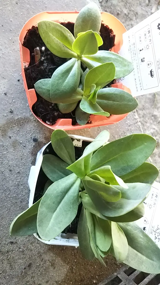 トルコキキョウの苗の植え付けについて質問があります。1つの