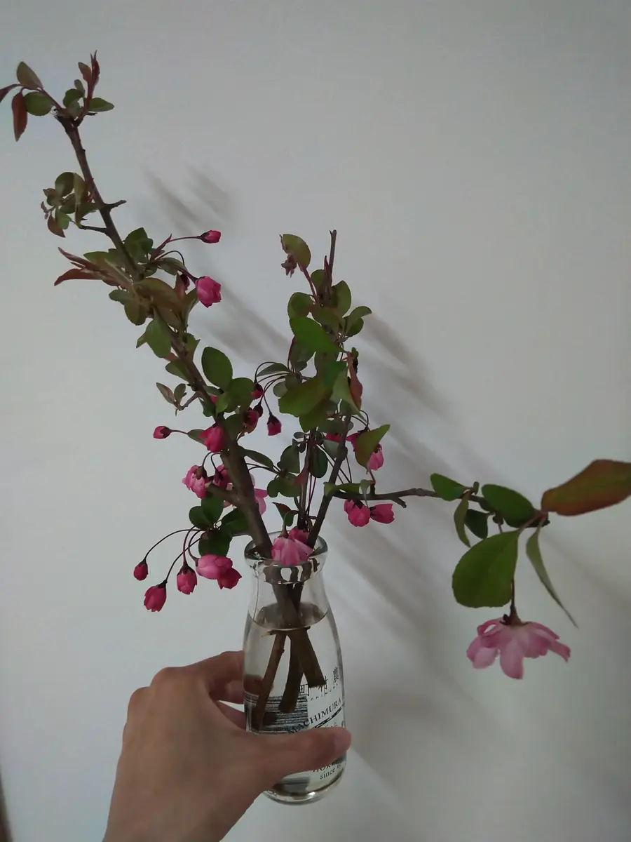マイフラ】 通販/風の花 千日紅 ピンク ドライフラワー