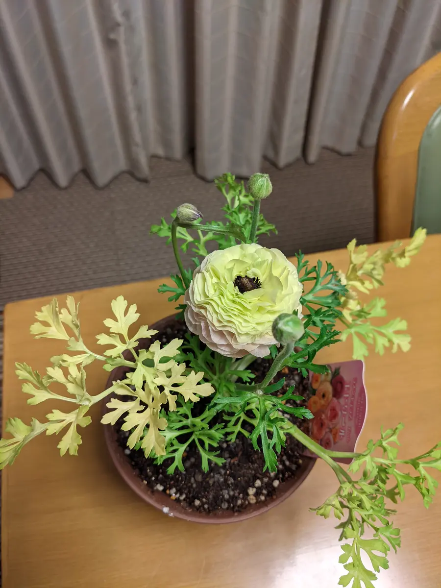 専門店では ラナンキュラスの鉢植えを買いました。1番花2番花が終わり、3番 鉢花