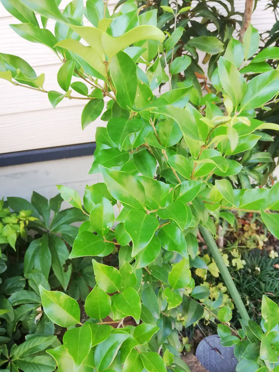 三年前、家の側の植え込みに生えてきました。葉っぱが艶々して
