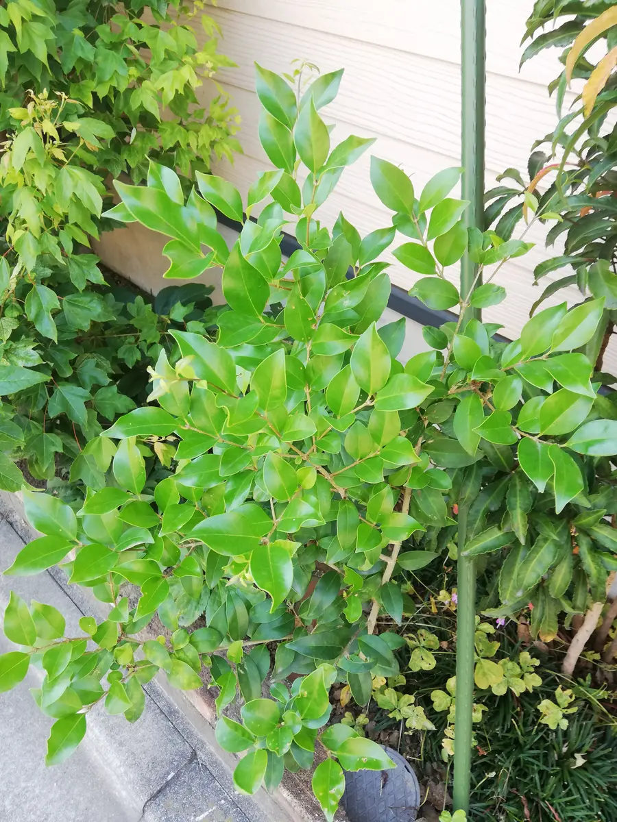 三年前、家の側の植え込みに生えてきました。葉っぱが艶々して