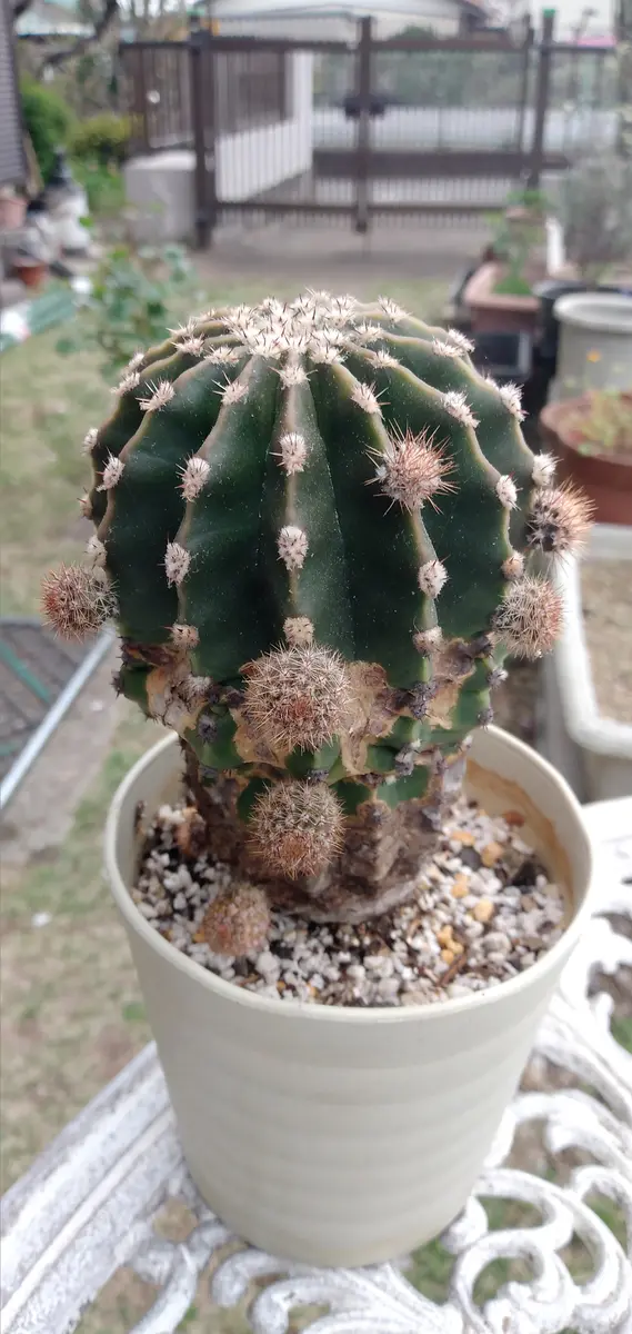 サボテン/子株たくさん