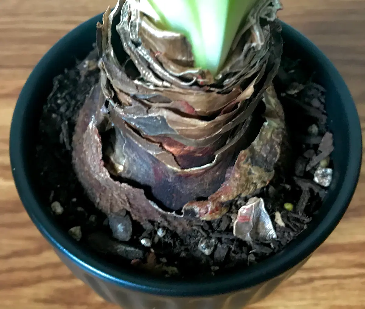 豪奢な 花後のアマリリスの管理についてアマリリス初心者です。昨年 ひざ丈ワンピース