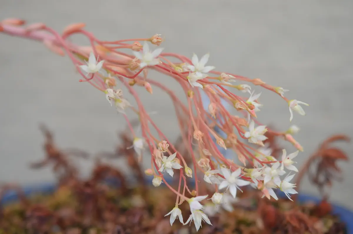 多肉植物の花が咲きました。うちには火祭りと赤鬼城があります