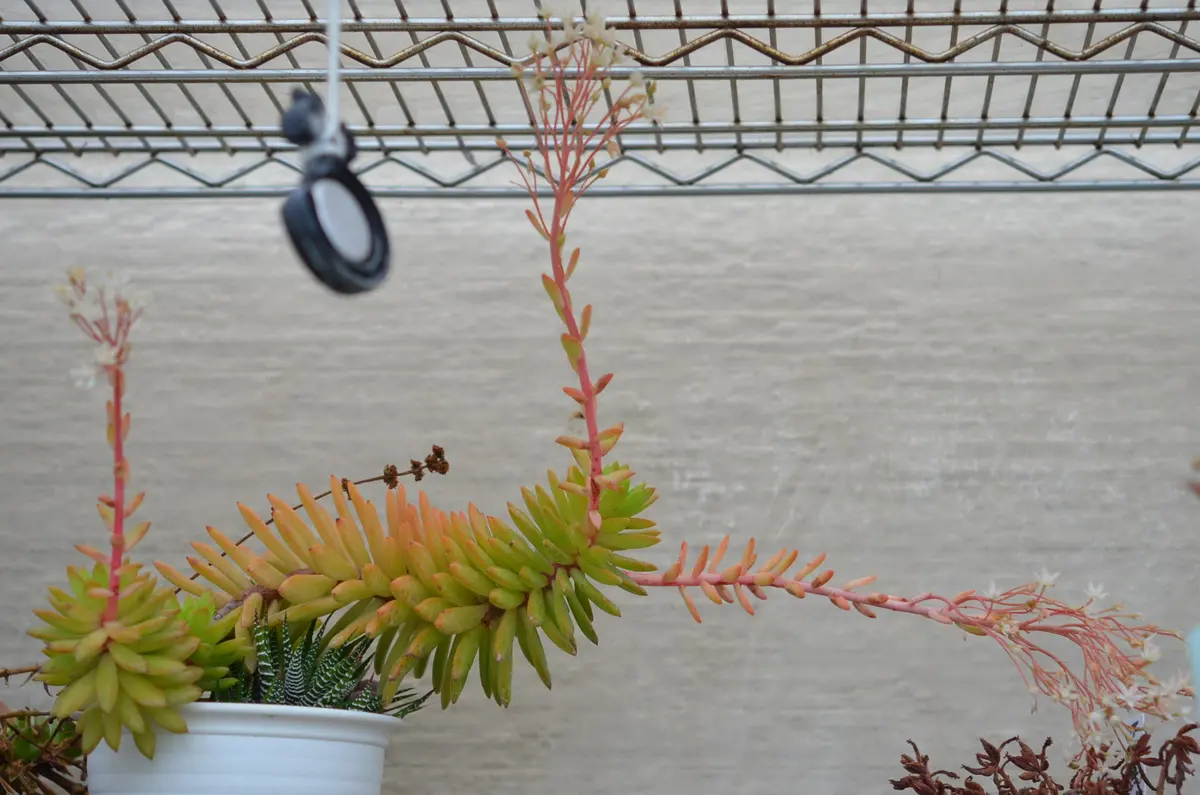 珍品】多肉植物 硫黄団扇 赤い妖 【珍品】多肉植物 硫黄団扇 赤い妖