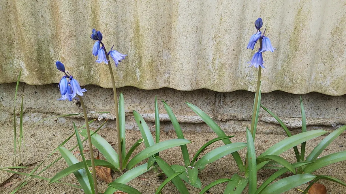 この花の名前を教えてください。日当たりのいい庭の片隅に咲い