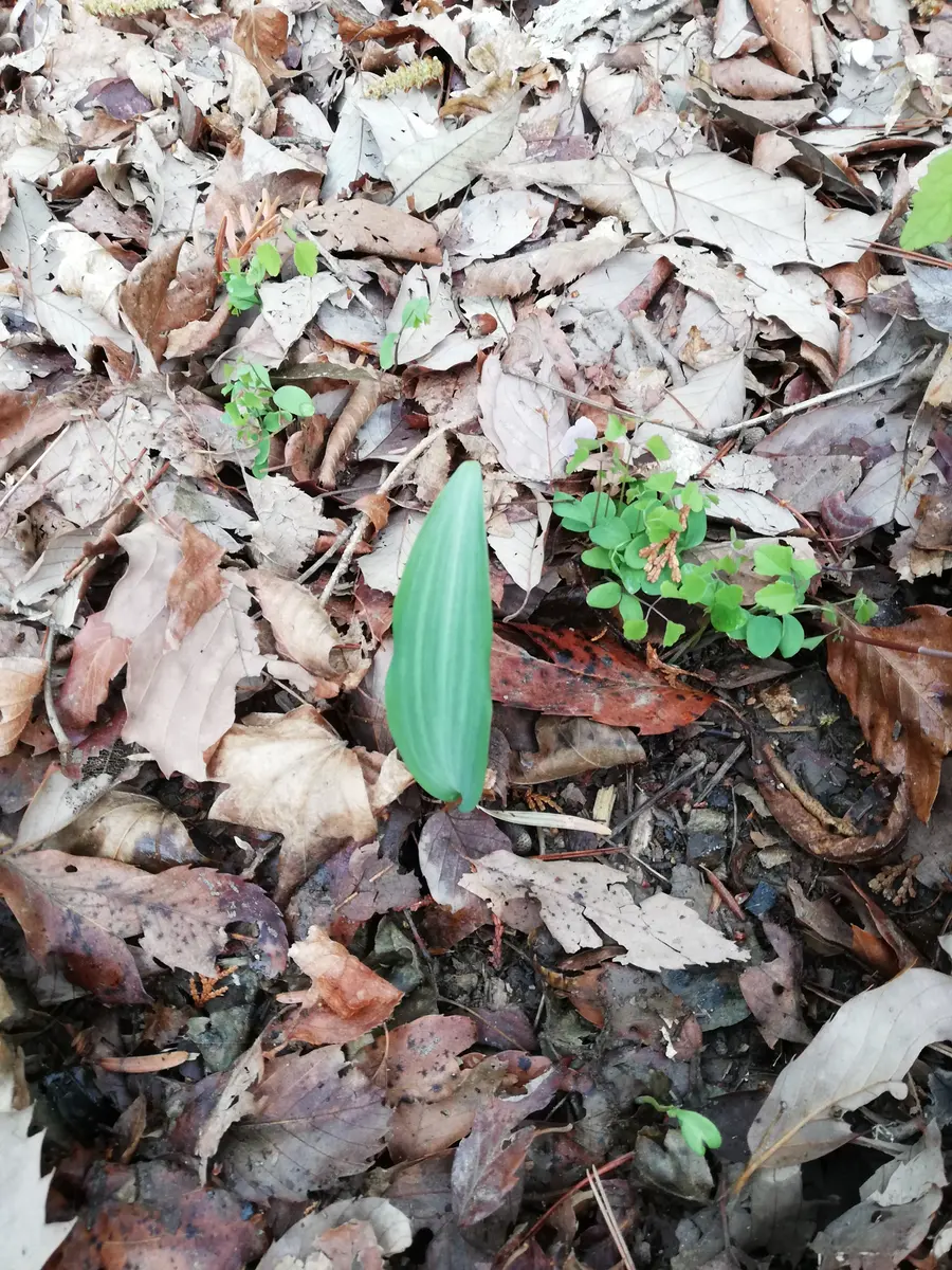 春先の山でよく見かけます。葉っぱが一枚だけです。名前をご存