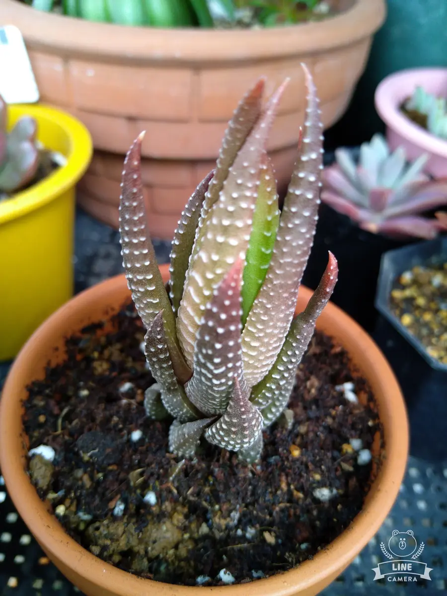 この多肉植物の名前が分かる方、教えて頂きたいです。アロエ...｜園芸 
