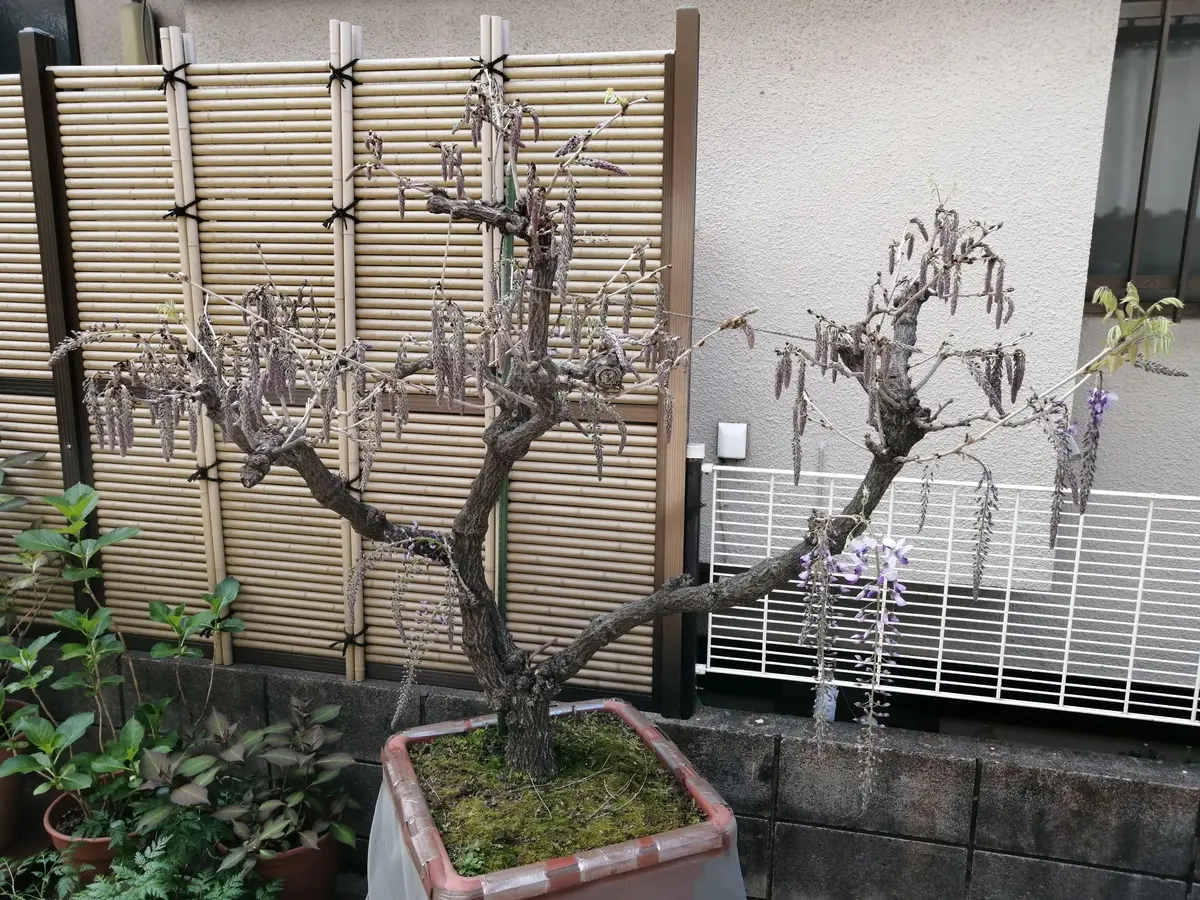 【ちぃさん】成熟した藤の木 大きめの鉢植え 昨年開花後に譲って頂いた鉢植えの藤の木です、庭に置いてます