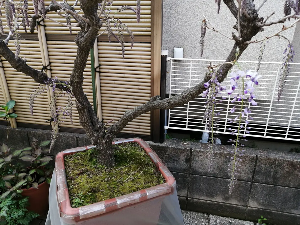 藤の木☆苗木☆鉢ごとどうぞ☆ガーデニング☆園芸☆つる性☆藤☆盆栽にも