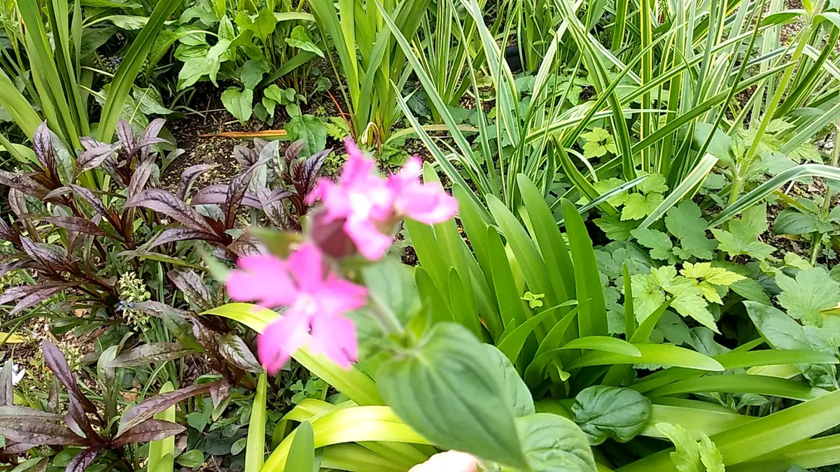⚠️庭の花様ご連絡ページ⚠️ クレマチスの咲く庭づくり』（金子 明人,及川 洋磨）｜講談社