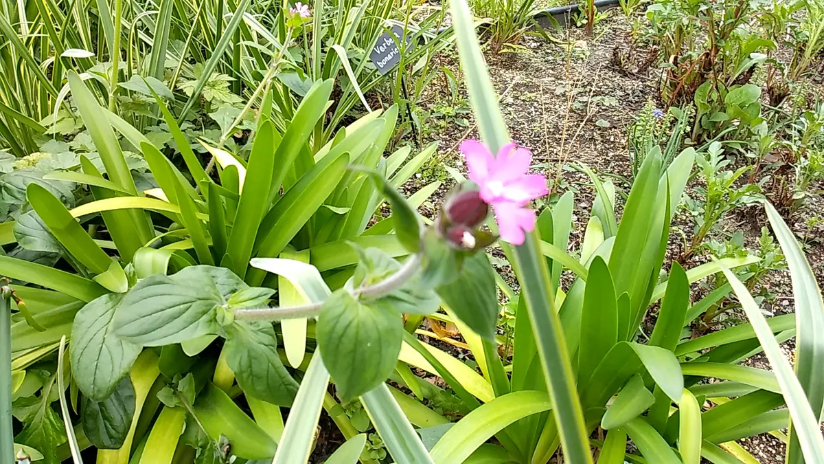 ⚠️庭の花様ご連絡ページ⚠️ かんたんガーデニング 四季を楽しむ花図鑑500種／柴田規夫 監修 | 新星