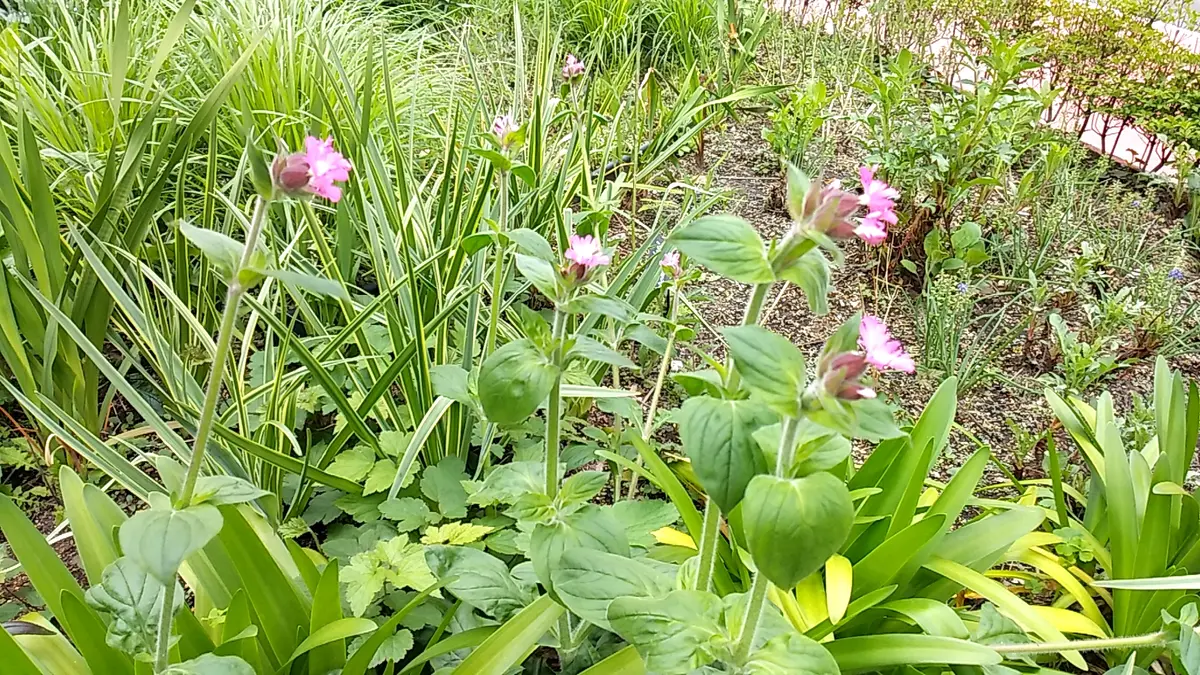 ⚠️庭の花様ご連絡ページ⚠️ クレマチスの咲く庭づくり』（金子 明人,及川 洋磨）｜講談社