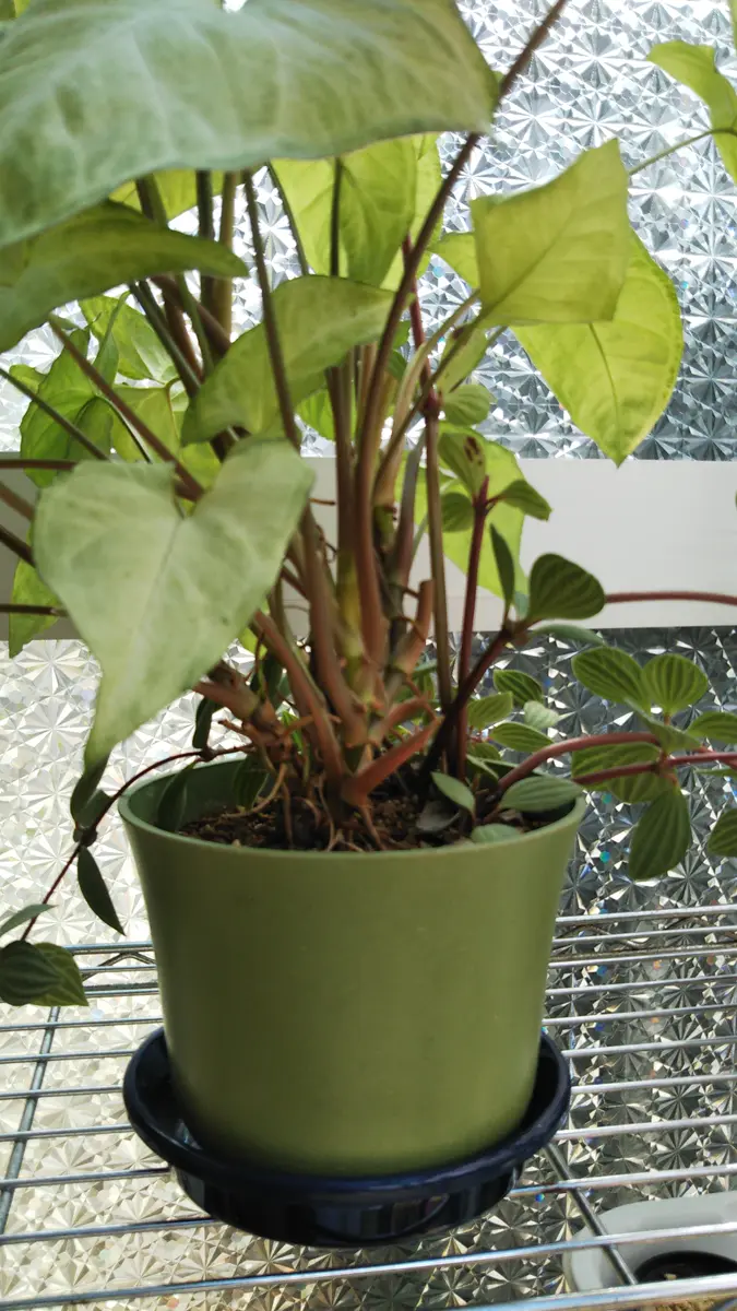 観葉植物です。名前もわかりません。茎が伸びて葉の元気が失 観葉植物です。名前もわかりません。茎が伸びて葉の元気が失