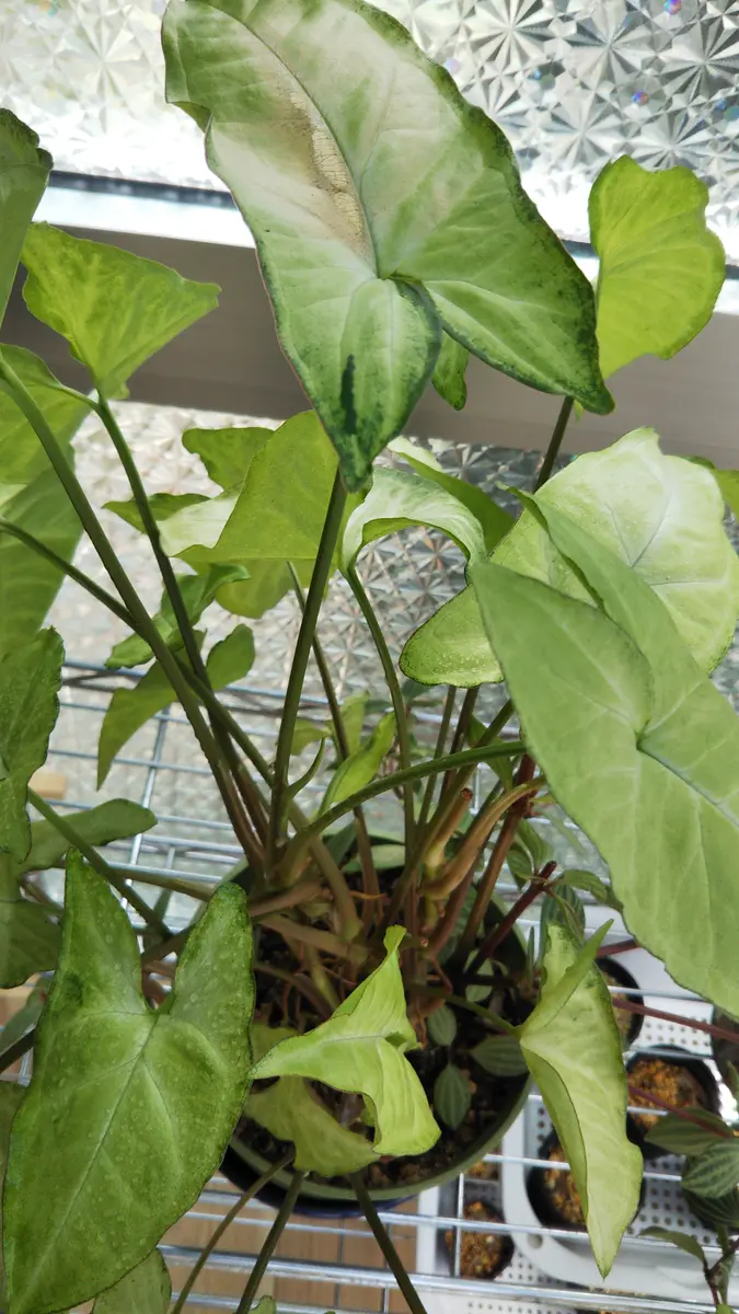 観葉植物です。名前もわかりません。茎が伸びて葉の元気が失 観葉植物です。名前もわかりません。茎が伸びて葉の元気が失