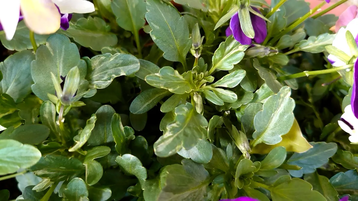 biora様 （ゲブラさんのビオラ、マリア様に出会ったよの話し | 花と猫  