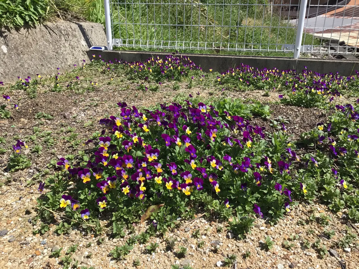 biora様 （これってビオラですね？雑草の様に生えてます。｜園芸相談  