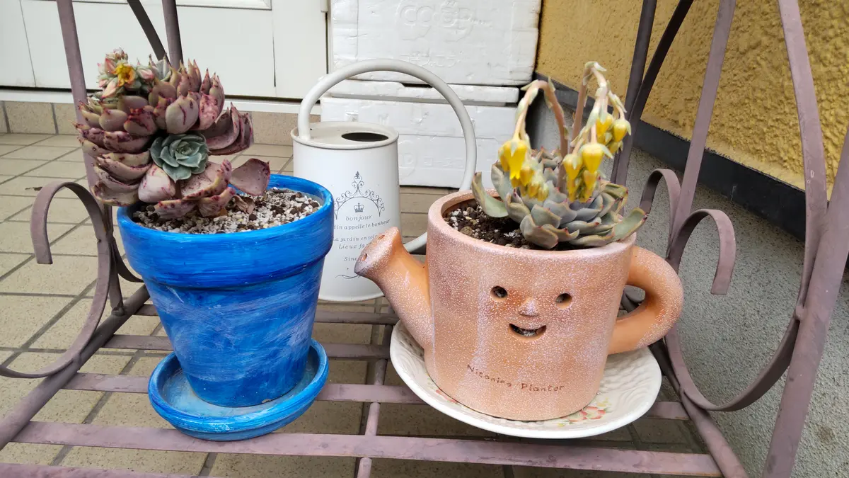 多肉植物の名前がどちらも不明なので、教えてください。どちら