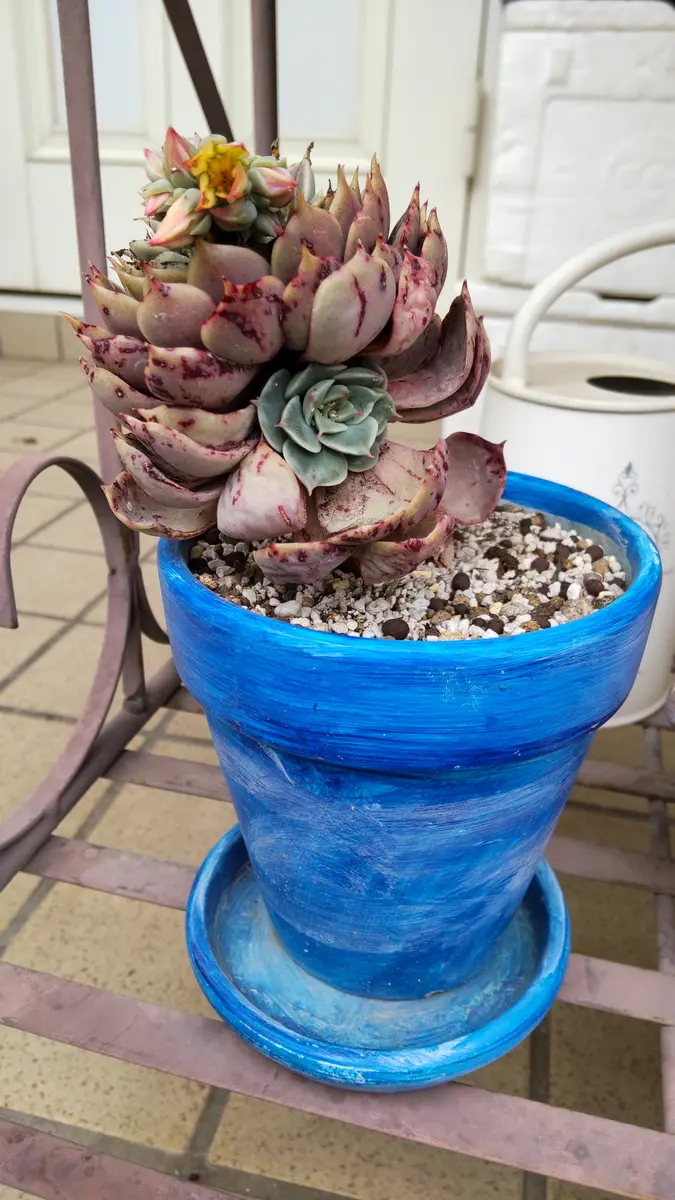 多肉植物の名前がどちらも不明なので、教えてください。どちら