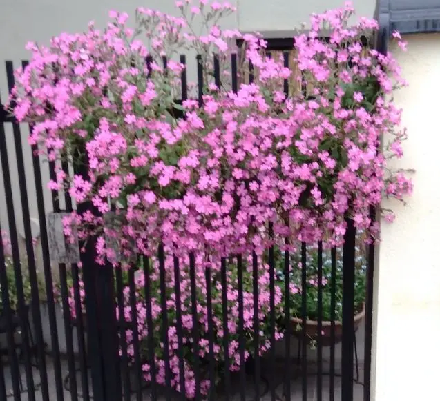 春に咲くピンクの花の名前は 秋に咲くピンクの小さい花のトゲの