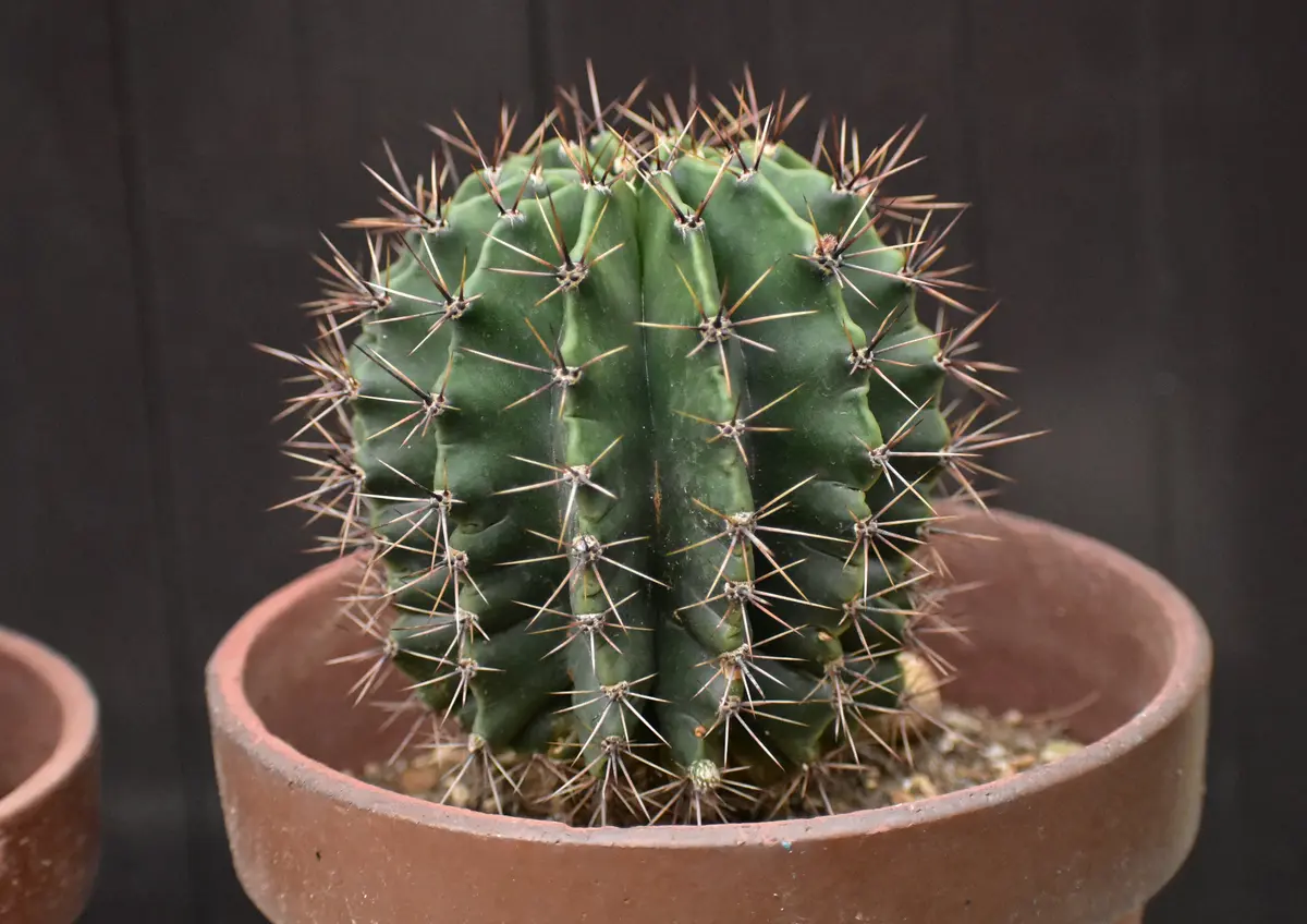 サボテン：武倫柱（ブリンチュブウ）4号鉢植え の通販 | 園芸ネット