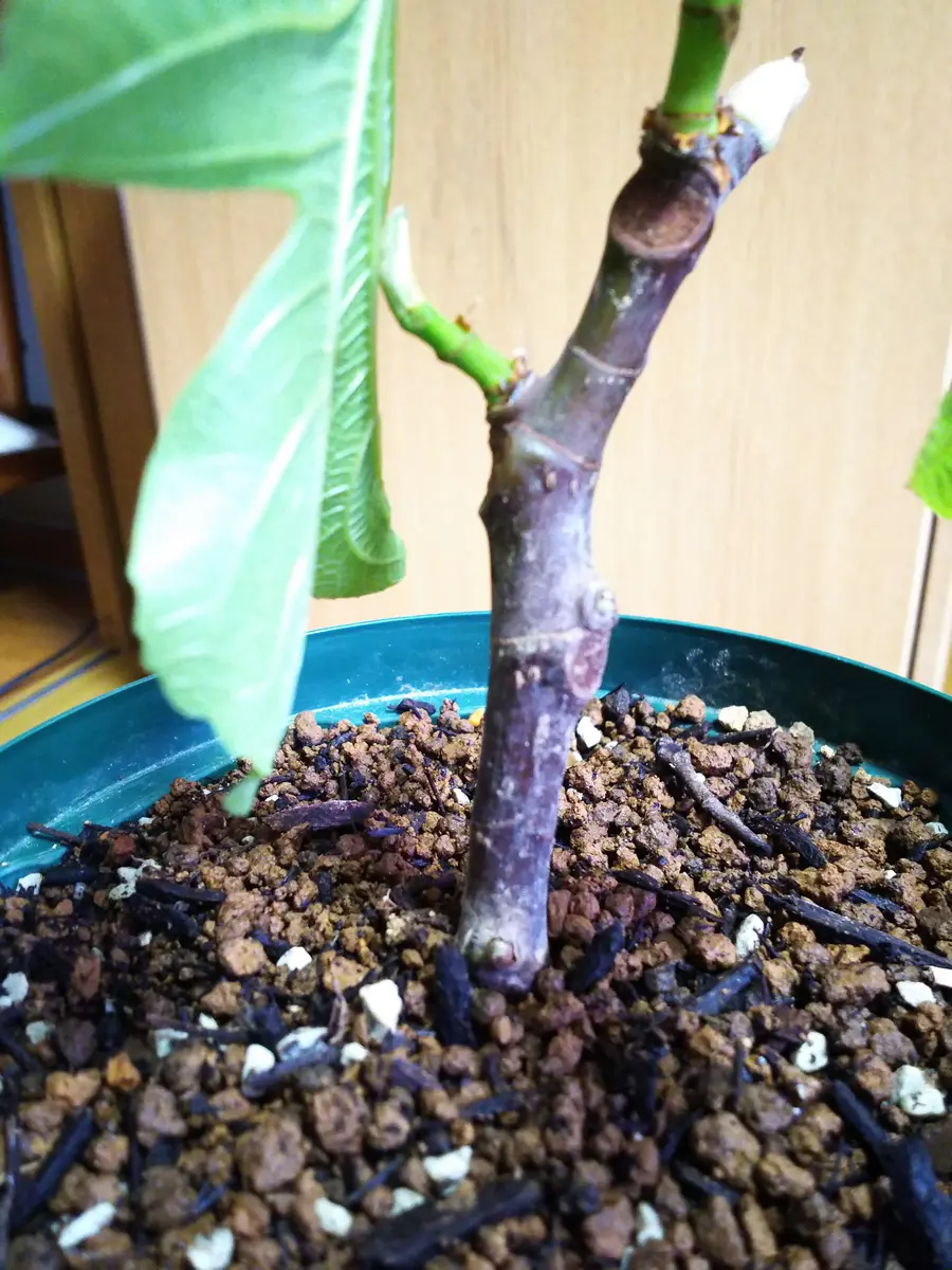 き Pallin Gialla イチジク挿し木苗 img_cache_q_9277_1_1618540233_