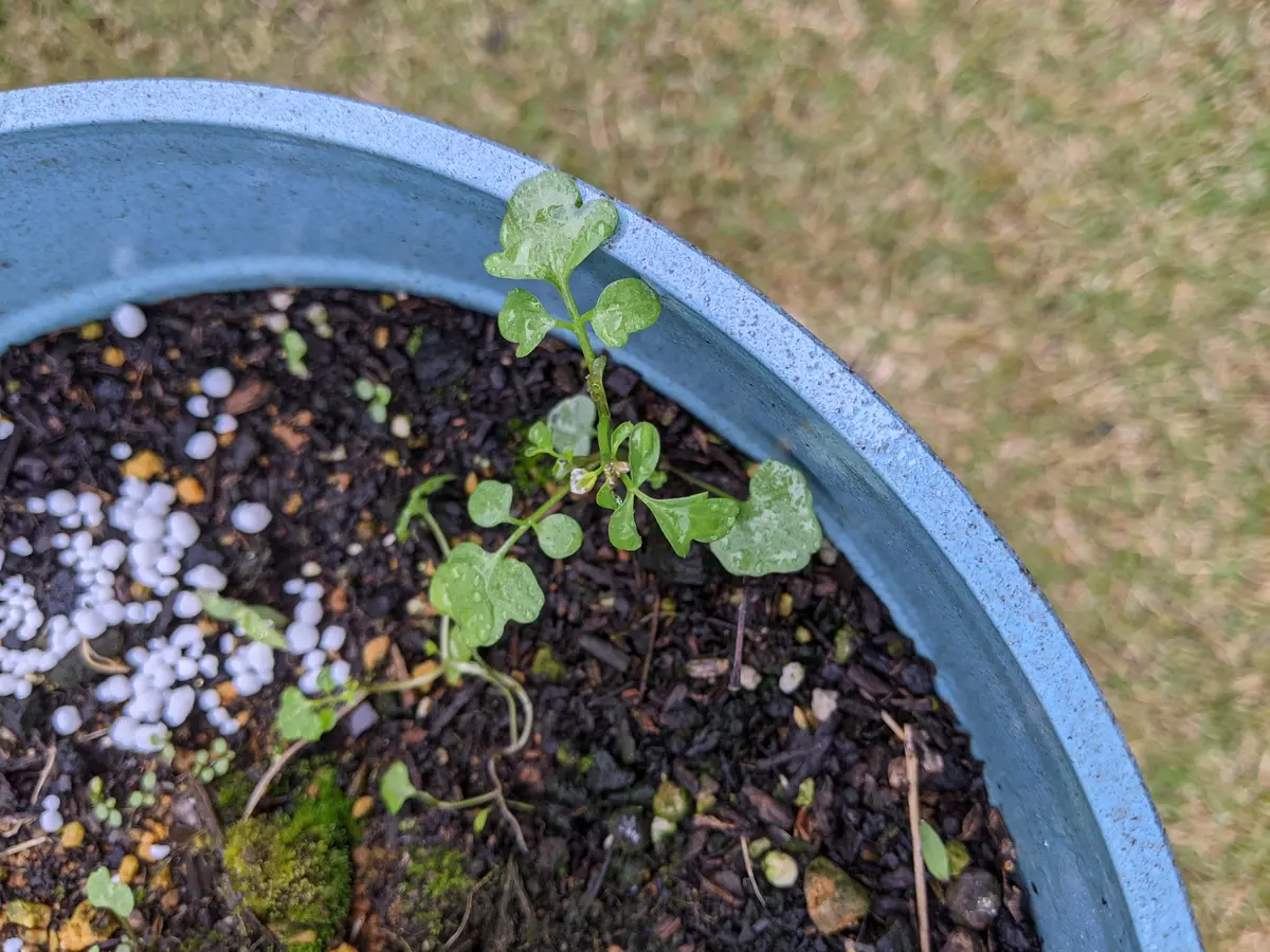 スモークツリーヤングレディの株元にちょこちょこ生えてくる芽