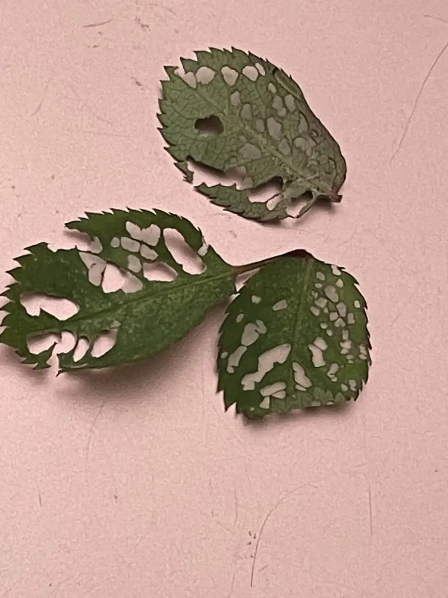 鉢植えのバラがどんどん伸びて居るのですが、この数日葉に虫が