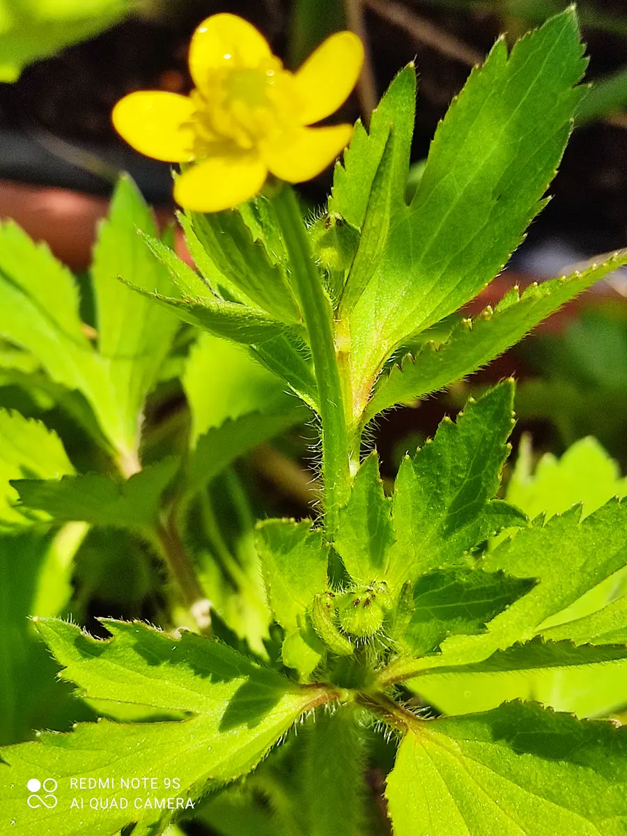 こんにちは、初めて質問させていただきます。三つ葉を育ててい