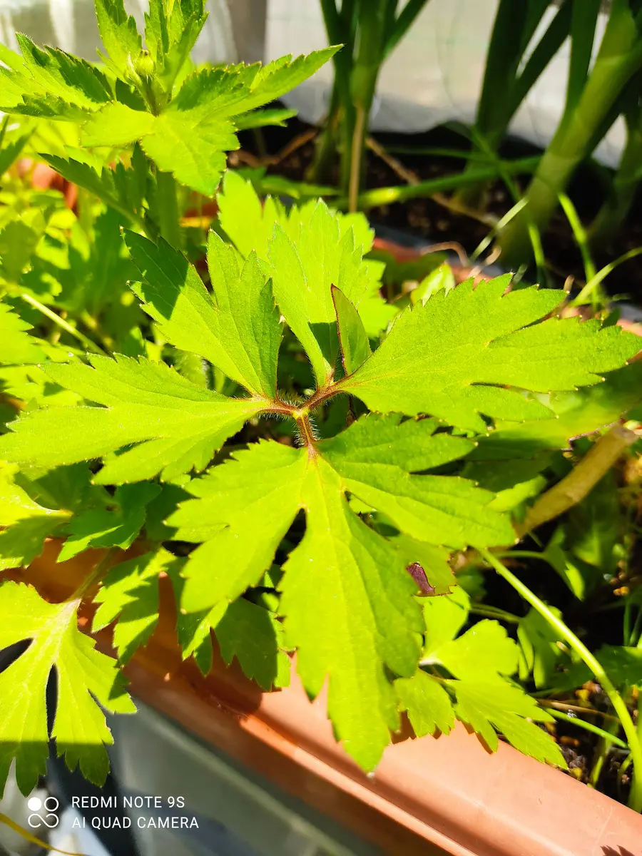 こんにちは、初めて質問させていただきます。三つ葉を育ててい