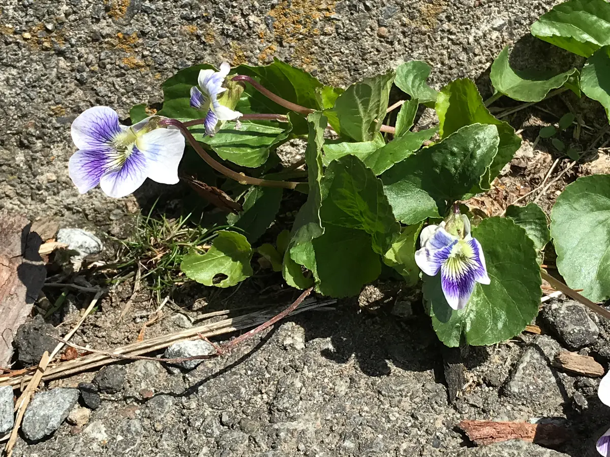 それぞれの、スミレの種類を教えてください。｜園芸相談Q＆A｜みんなの