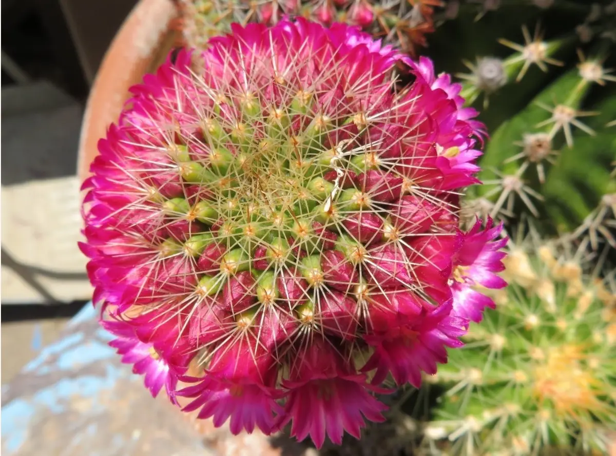 サボテン　種類不明 毎年良く花を咲かせるサボテンですけど、調べても名前が不明で