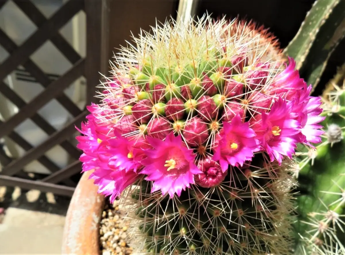 毎年良く花を咲かせるサボテンですけど、調べても名前が不明で