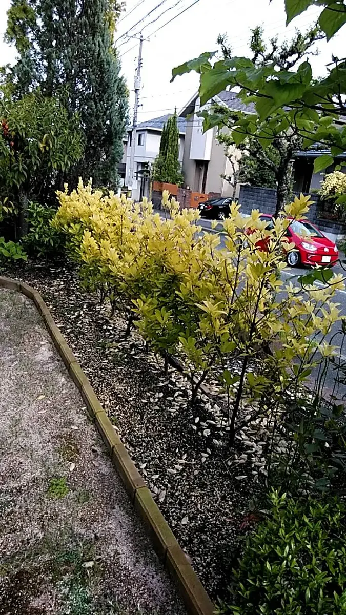 黄金マサキ 10本 黄金マサキ 10本 黄金マサキが最近黄色の葉の